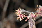 Ozark witch-hazel